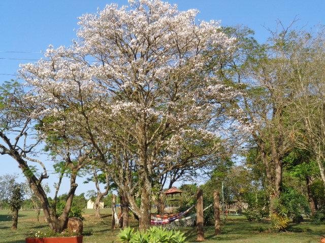 Pousada Fazenda Buracao Mococa Buitenkant foto